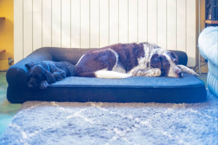 The Best Memory Foam Dog Bed
